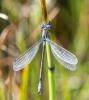 Lestes dryas